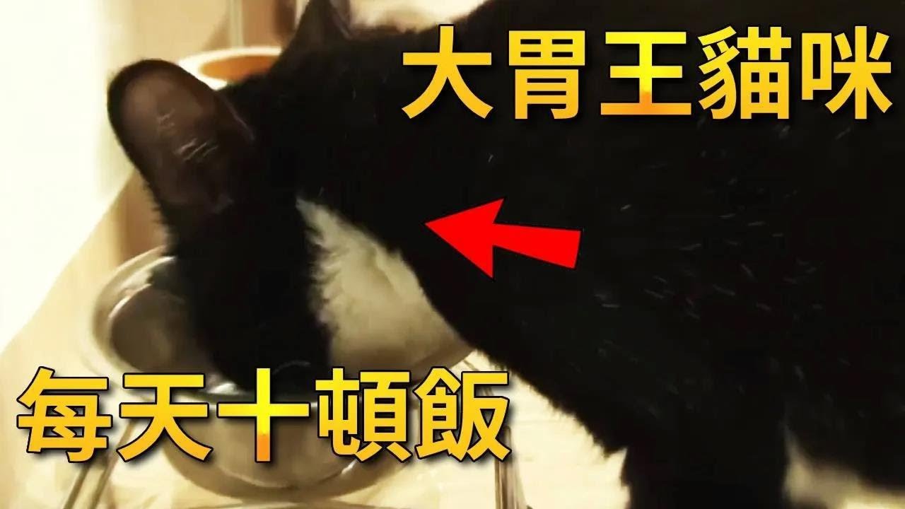 猫咪世界“大胃王”？小姐捡回一只流浪猫，却发现它每天吃十顿饭还是一直找吃的【小奶狗观影】