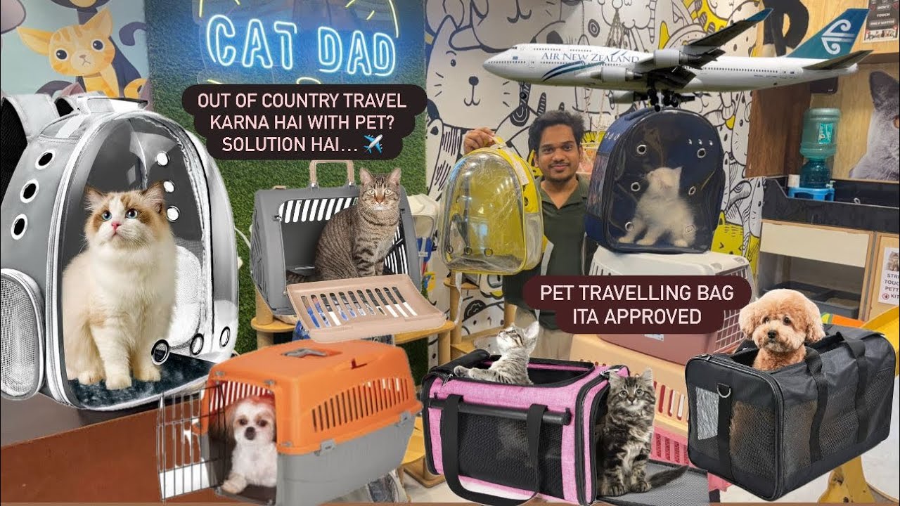 🐈‍⬛Cat Travel Bag | New Big Size Breathable Carrier | Cat Dad House Mumbai #cat #persiancat #pets 