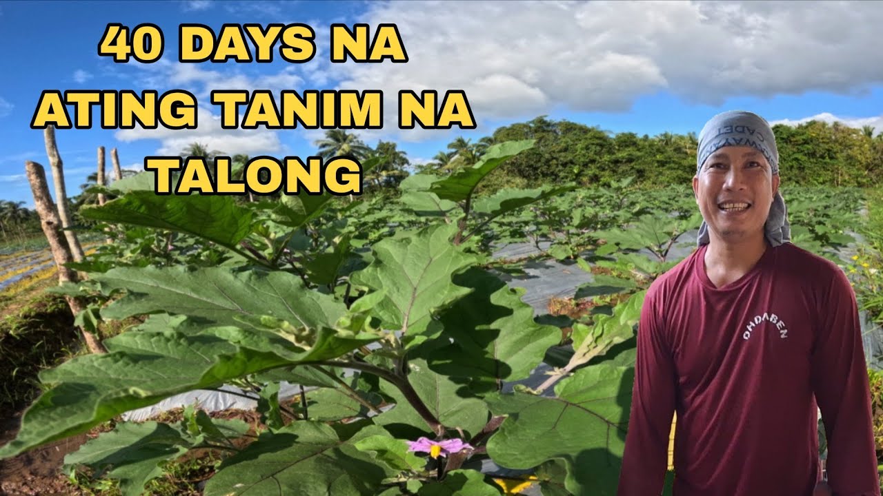 UPDATE SA ATING TANIM NA TALONG AT ANG DAMI NG BUNGA NG AMPALAYA 