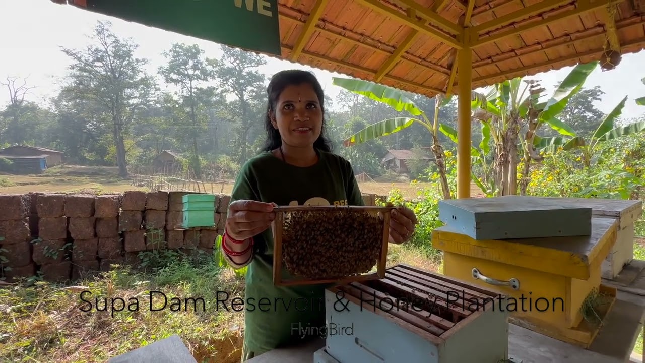 Supa Dam Reservoir & Honey Plantation, Dandeli, Karnataka