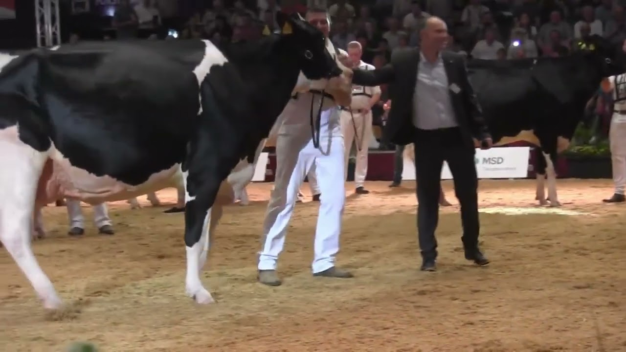 2025 11 21 CATTLE German Dairy Show 2023 05