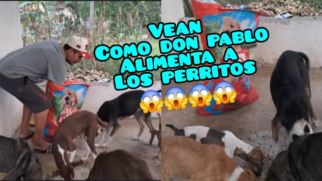 🚨Don Pablo Muy Triste😭nos cuenta 🤔q les esta pasando🤔 a sus Perritos😱😱