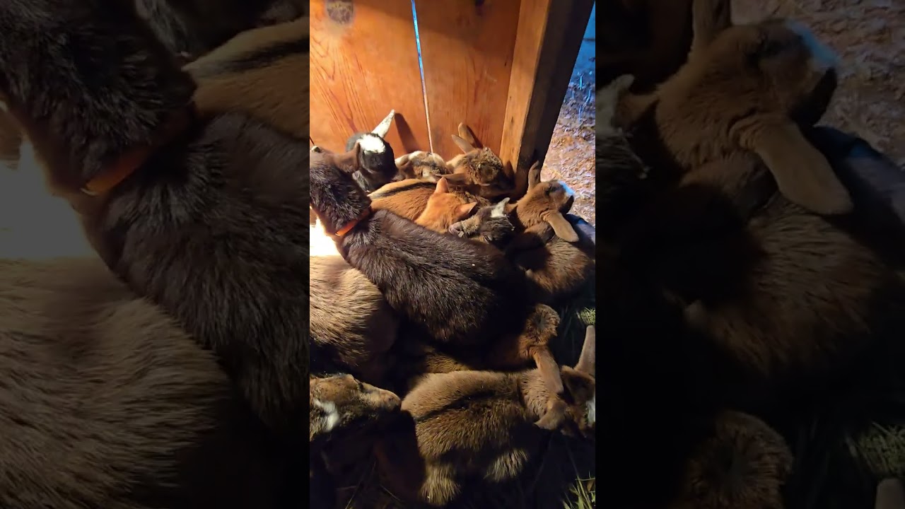 Portland Goat Parties Portland, OR #babygoats #babygoatsinportlandOR #oregongoats