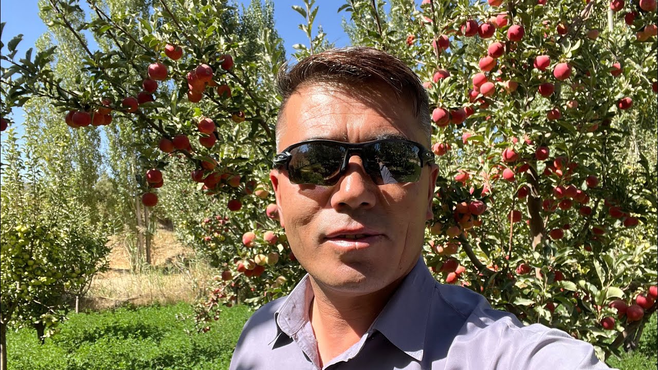 باغ و نهالهای سیب در تمقول لومان Apple Orchard in Jaghori #Jaghori #جاغوری #Travel #ExploreJaghori