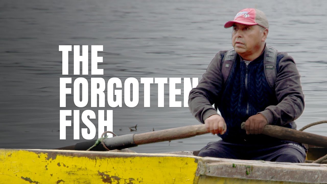The Forgotten Fish of Chile: How tech and data can strengthen Chile's Sierra fishery