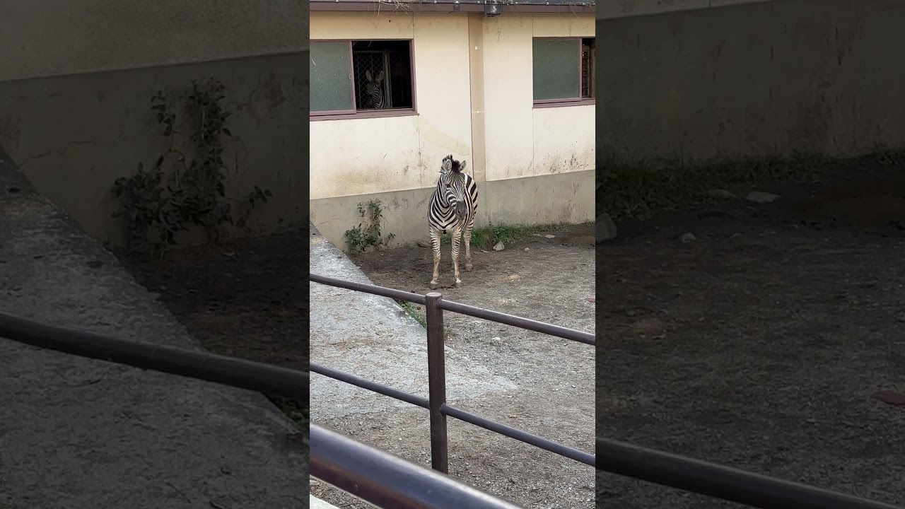Zebras are cuter than I remember @Kumamoto Zoo