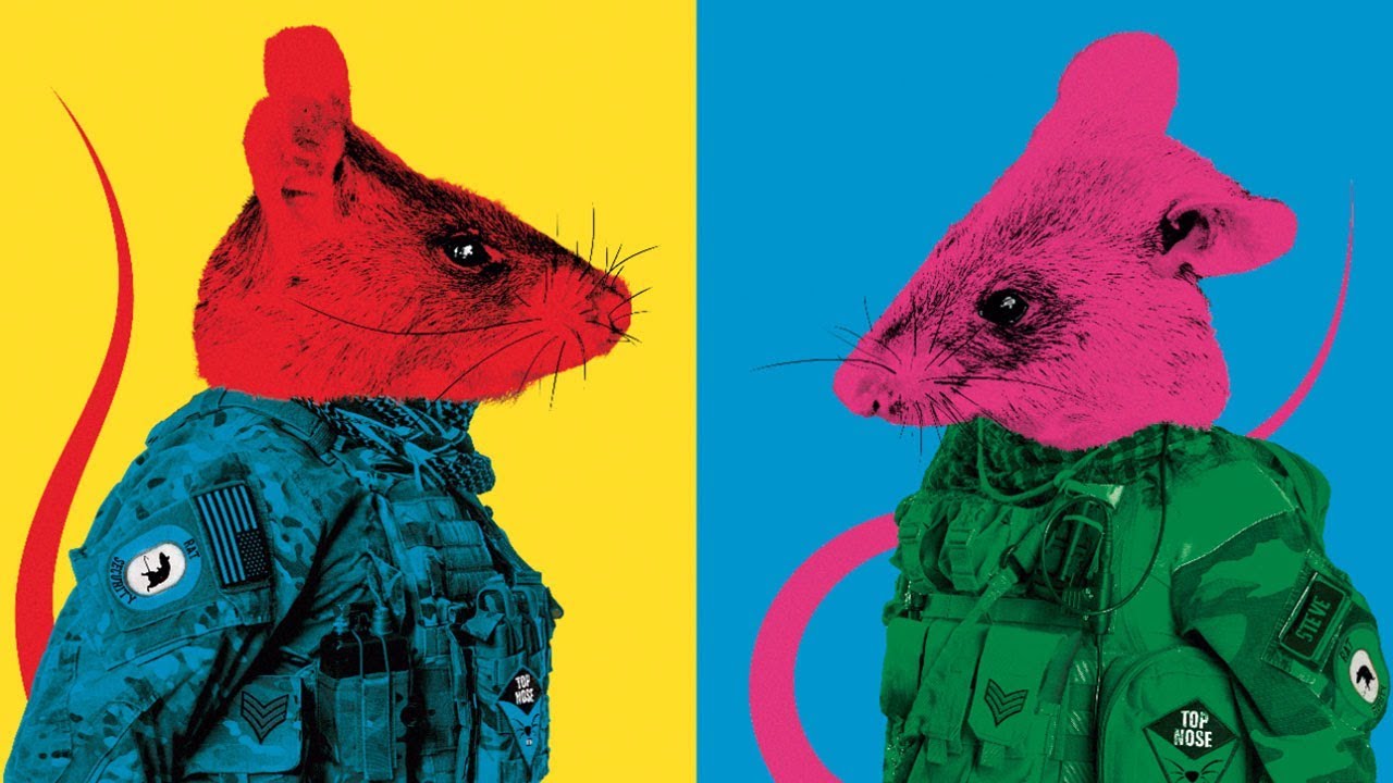 Hairy heroes: Why you'll never hate rats again
