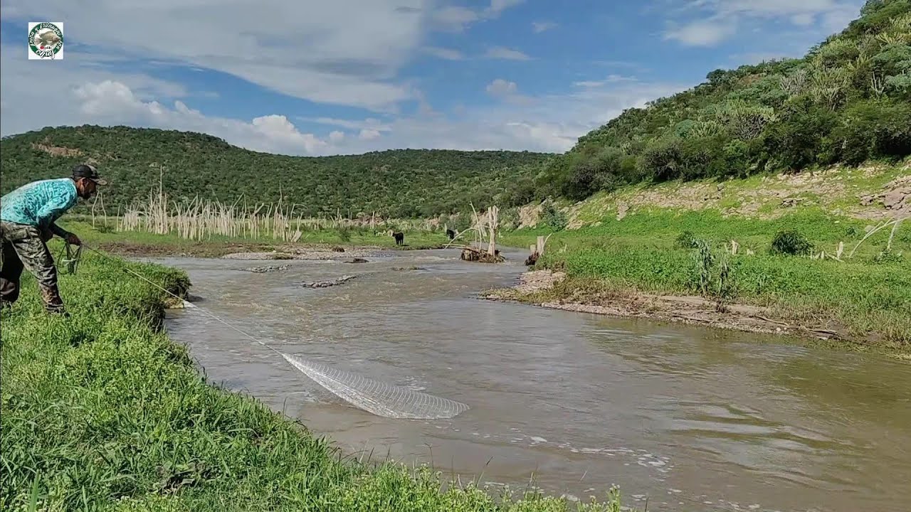 MIRA  CUANTA TILAPIA ENCONTRE EN ESTE RIO