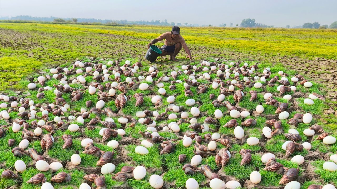 Amazingly, a man or a snail lays eggs and catches snails on it.