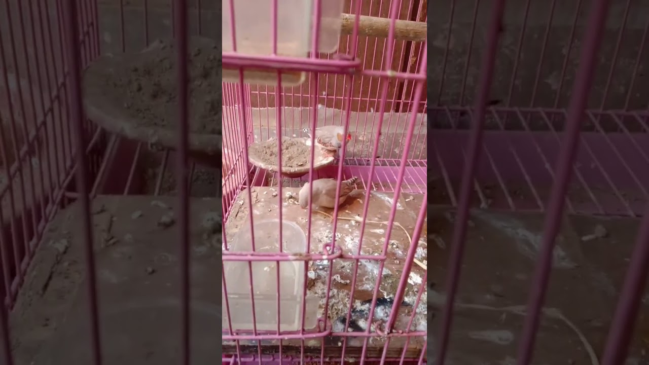 zebra finch collecting nest material#Raj budgies world