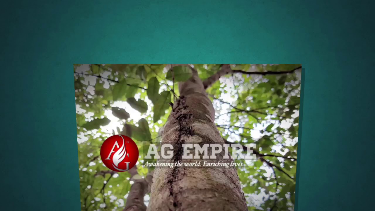 AG Empire - agarwood inoculation