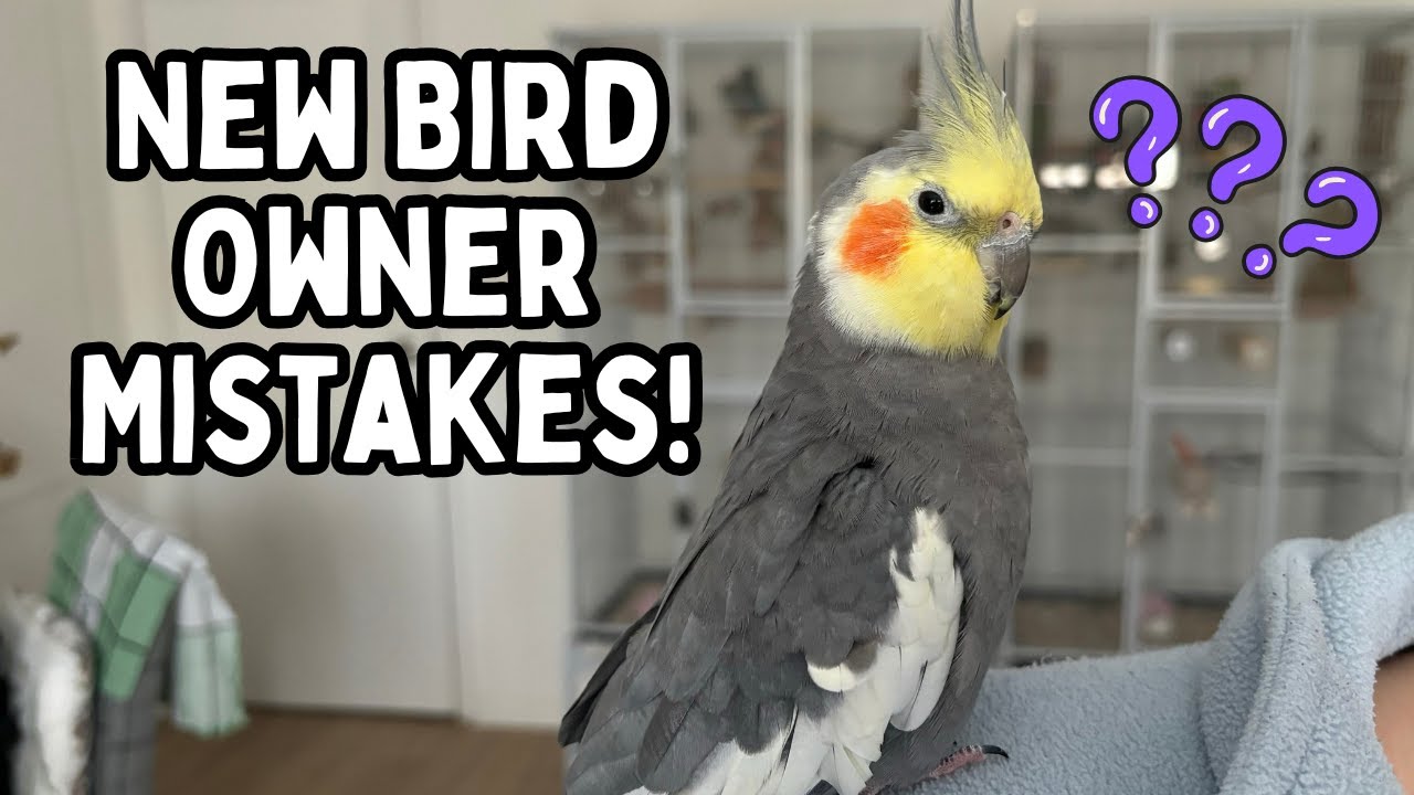 New Bird Owner Mistakes - Avoid These Common New Parrot Owner Problems | TheParrotTeacher