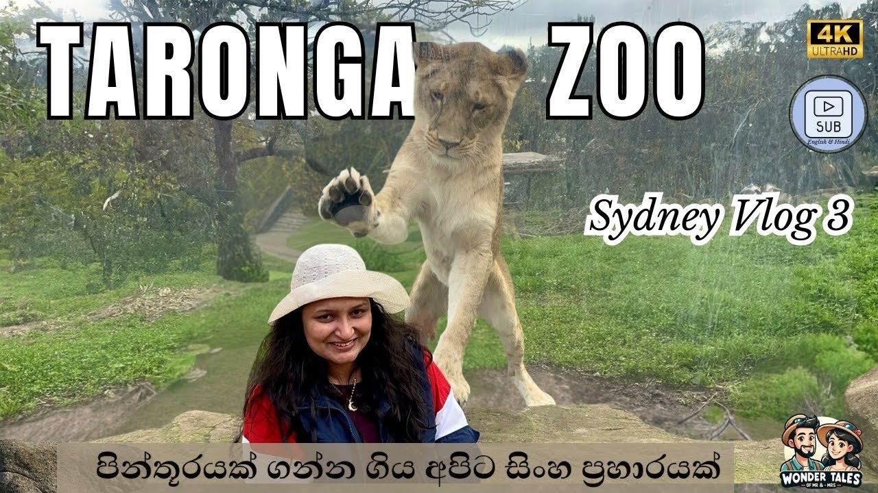 Taronga Zoo Adventure | පින්තුරයක් ගන්න ගිය අපිට සිංහ ප්‍රහාරයක් | Sydney vlog 3