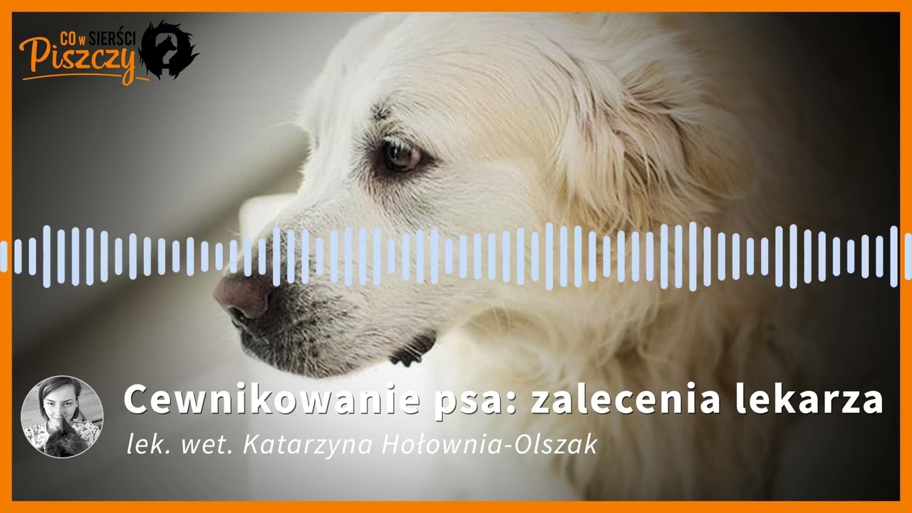 Cewnikowanie psa | Lek. wet. Katarzyna Hołownia-Olszak