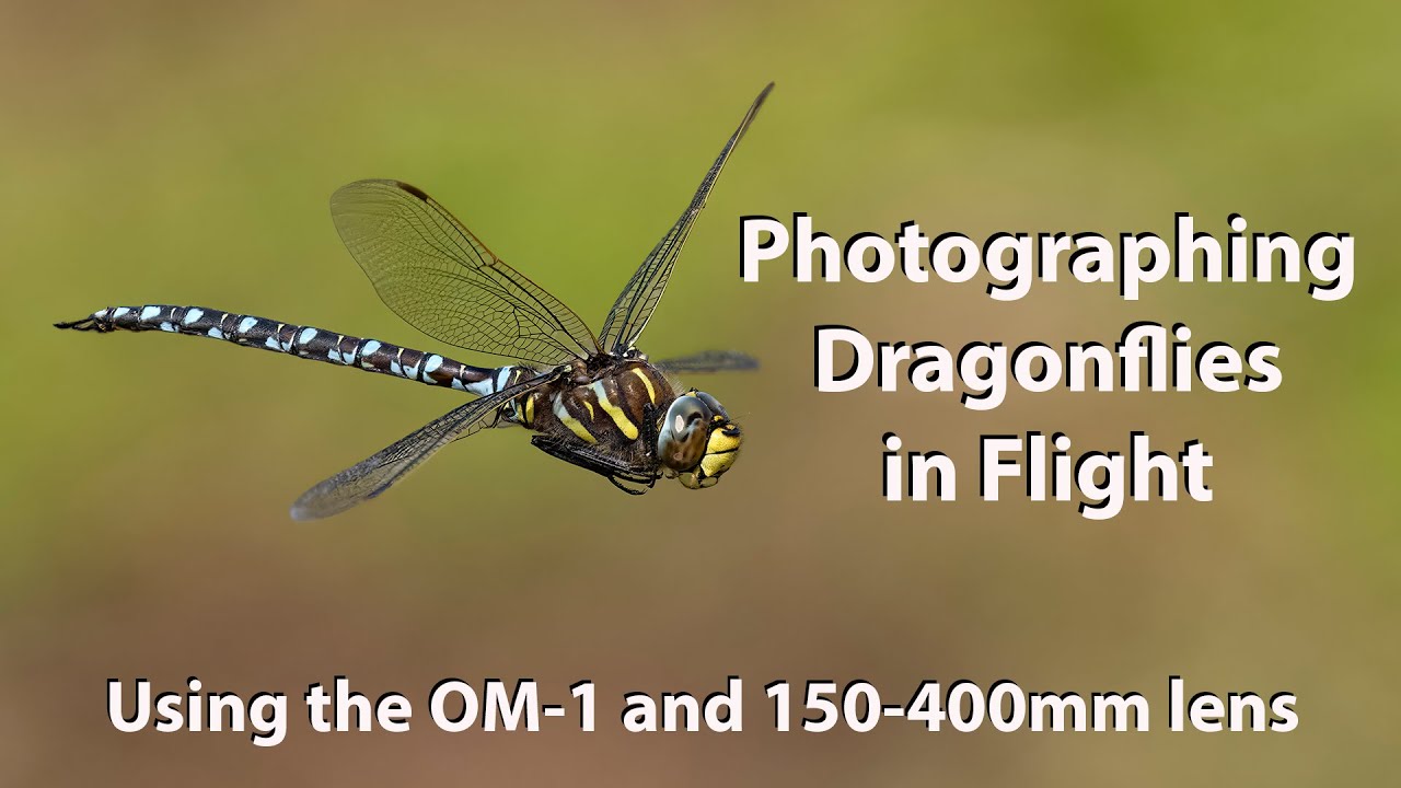 Dragonflies and damselflies in flight with the Amazing OM-1 and 150-400mm lens
