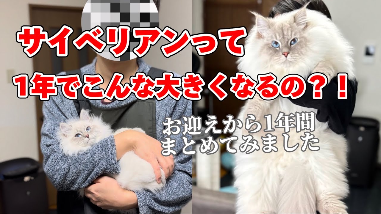 【2023.11.05】お迎えから丁度1年たったので成長を動画にまとめてみました!!!!!正直こんなにもっふんもふんになるとは想像できなかった。