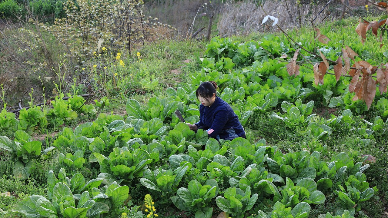 把地裏的芥菜收回家，用傳統方法醃製農家鹹菜，做成青花椒酸菜魚和臘肉炒鹹菜，一口回到小時候【餘小鄉】