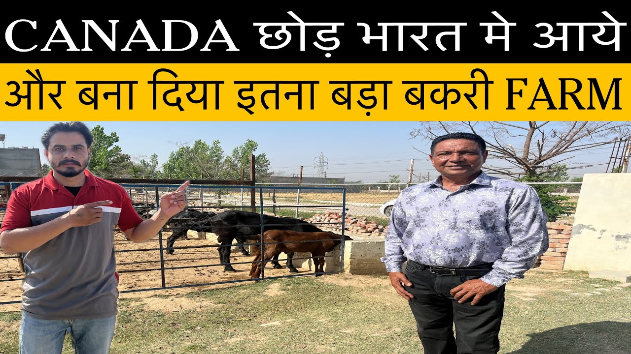 Patiala का सबसे तगड़ा बकरी फ़ार्म | Kang goat farm patiala | Kang goat farm | Goat farming