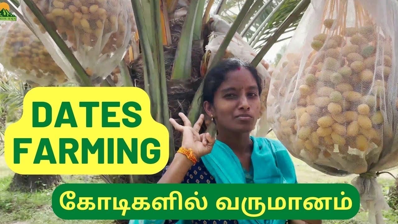 50,000 போதும்|Dates farming கோடிகளில் |இந்தியாவை கலக்கும் தமிழன்|தர்மபுரியின் அடையாளம்