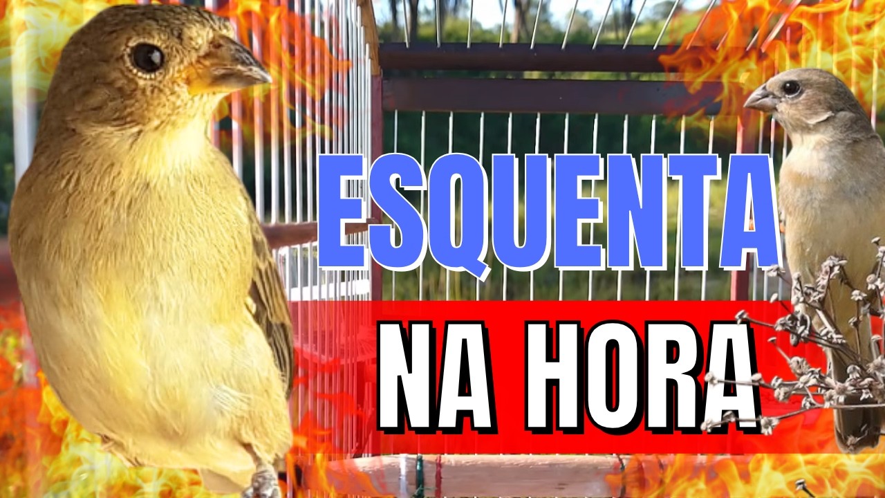 Melhor Piado de fêmea de papa capim para Esquentar papa capim e Foguear Piado de fêmea de papa capim