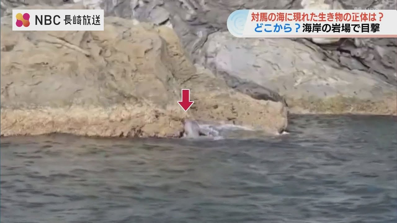 岩場をよじ登る《謎の生き物》長崎県対馬の岩場で撮影　専門家に聞くと「毛並みの艶からおそらく&hellip;」