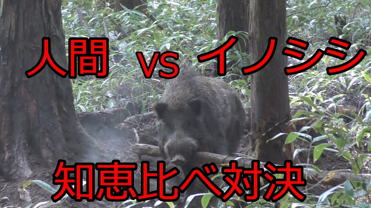くくり罠設置からイノシシ捕獲までの一連の流れ