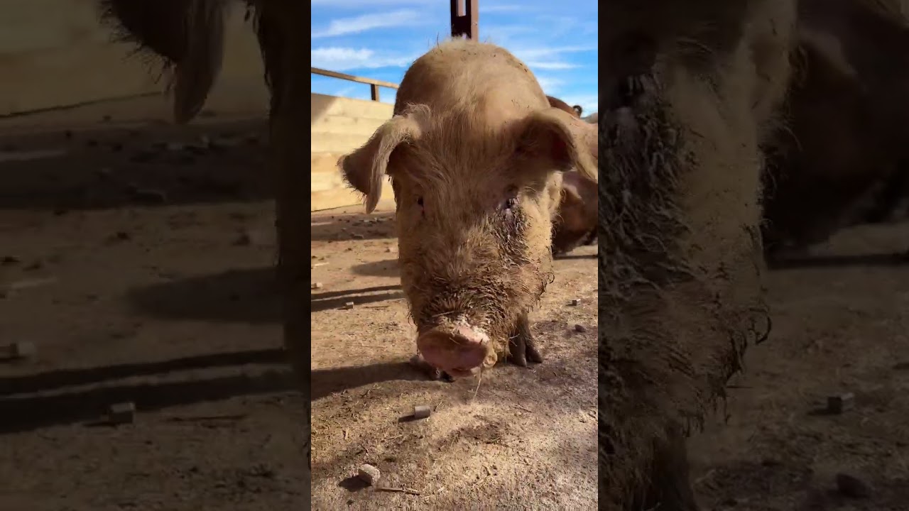 ¡LOS CERDITOS ABHI, CARLOTA, MIKA, YVES Y MATILDA FELICES!