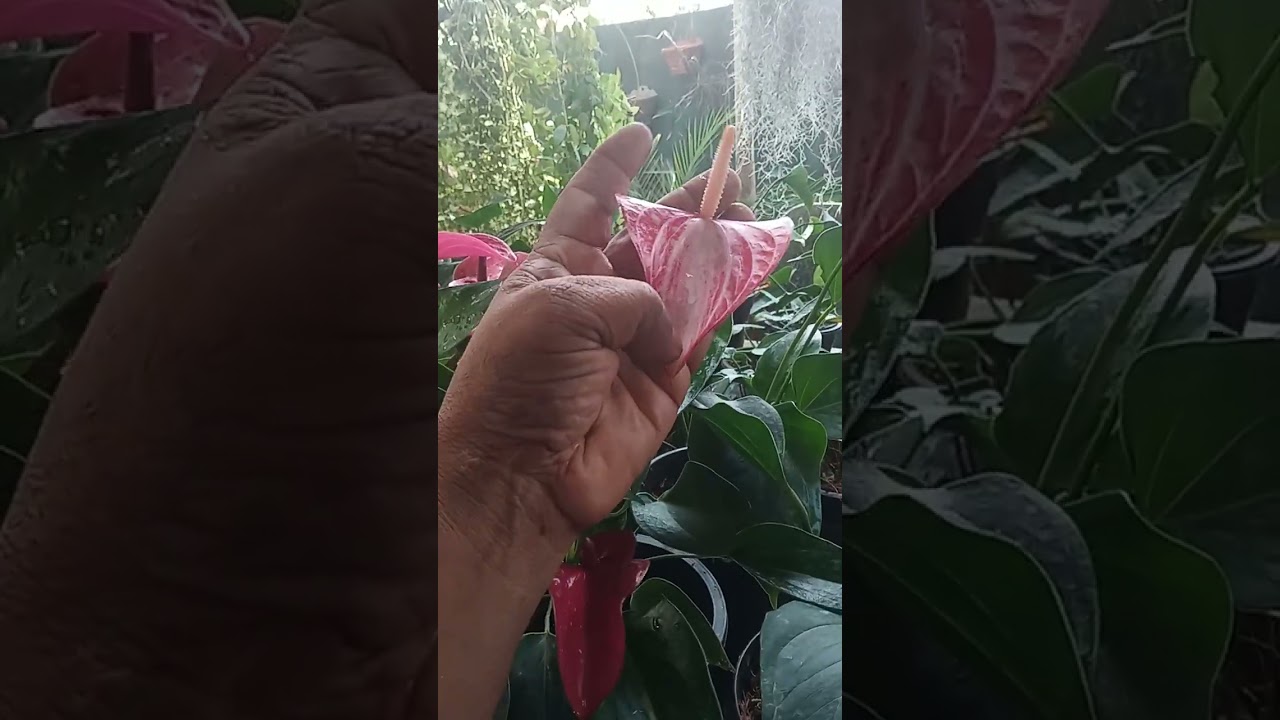 ලස්සන මල්   ඉතා අඩුවට 💐💐💐0742300871  