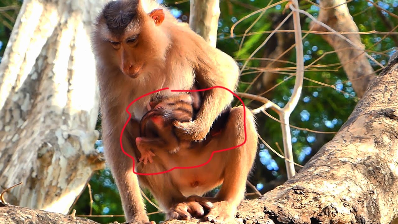 Pigtail Monkey Anissa holding her smallest baby with one hand walking on the tree