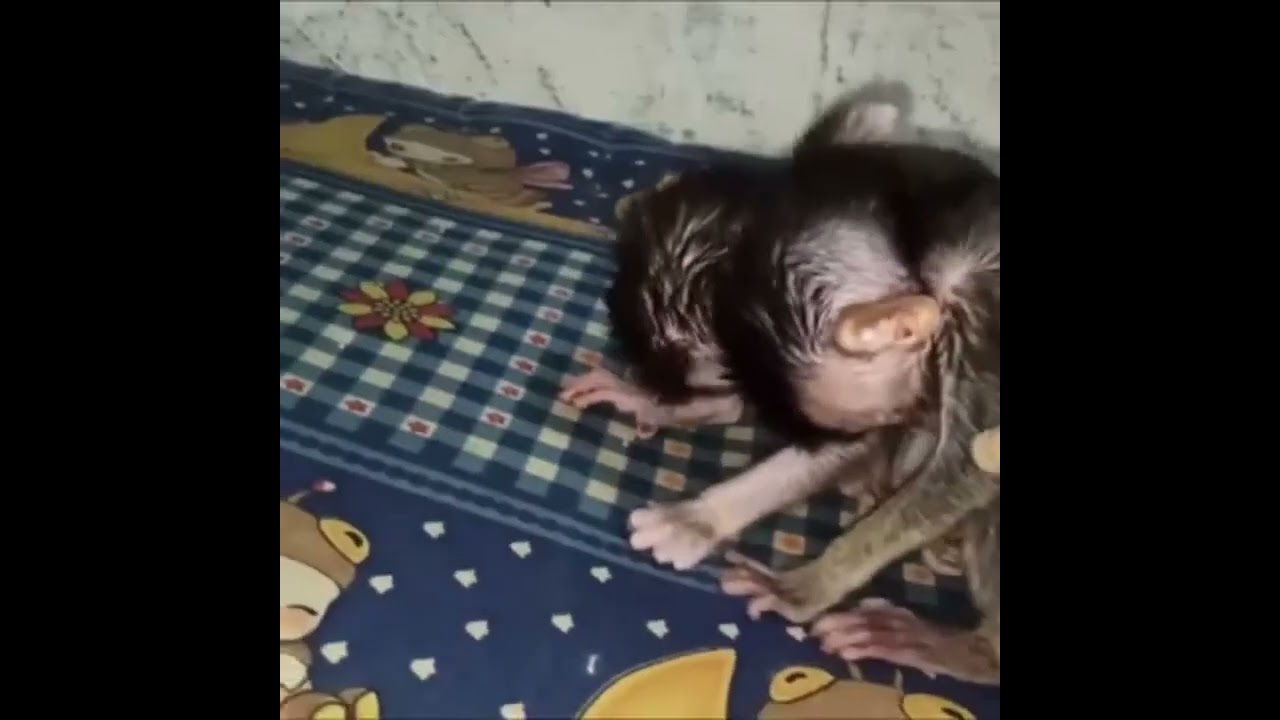 lil guys aren't made for cages
