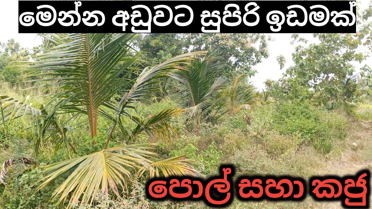 මෙන්න අඩුවට සුපිරි ඉඩමක් විකිණිමට | idam lanka | coconut land sale in srilanka 