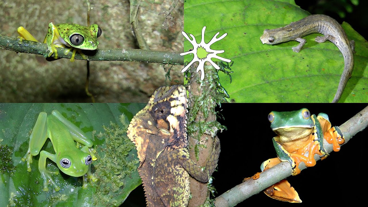 Finding Amphibians (& a Reptile) in Costa Rica