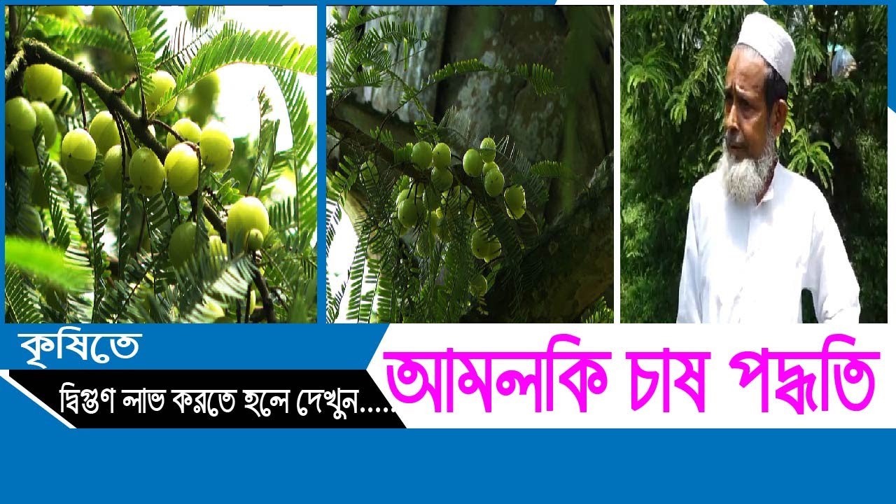 আমলকি চাষ পদ্ধতি ও কতটা লাভজনক ।। Amlaki cultivation method and how profitable