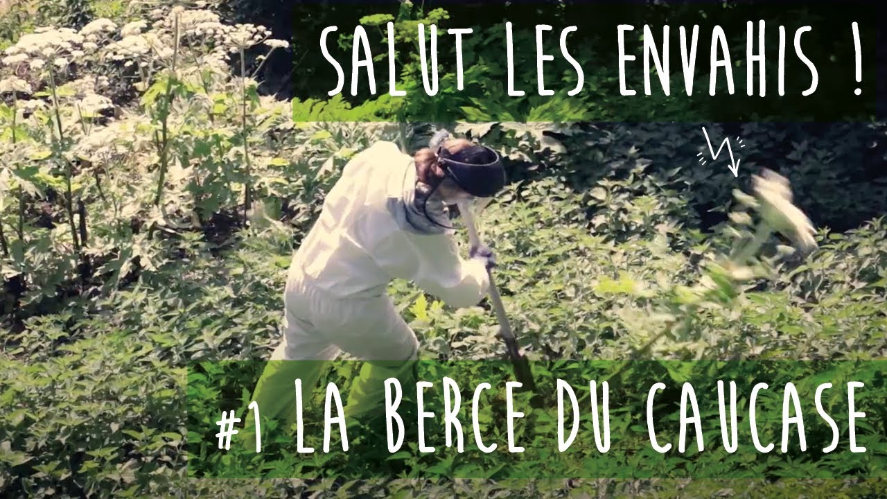 Salut les envahis !  Épisode 1 – la Berce du Caucase.