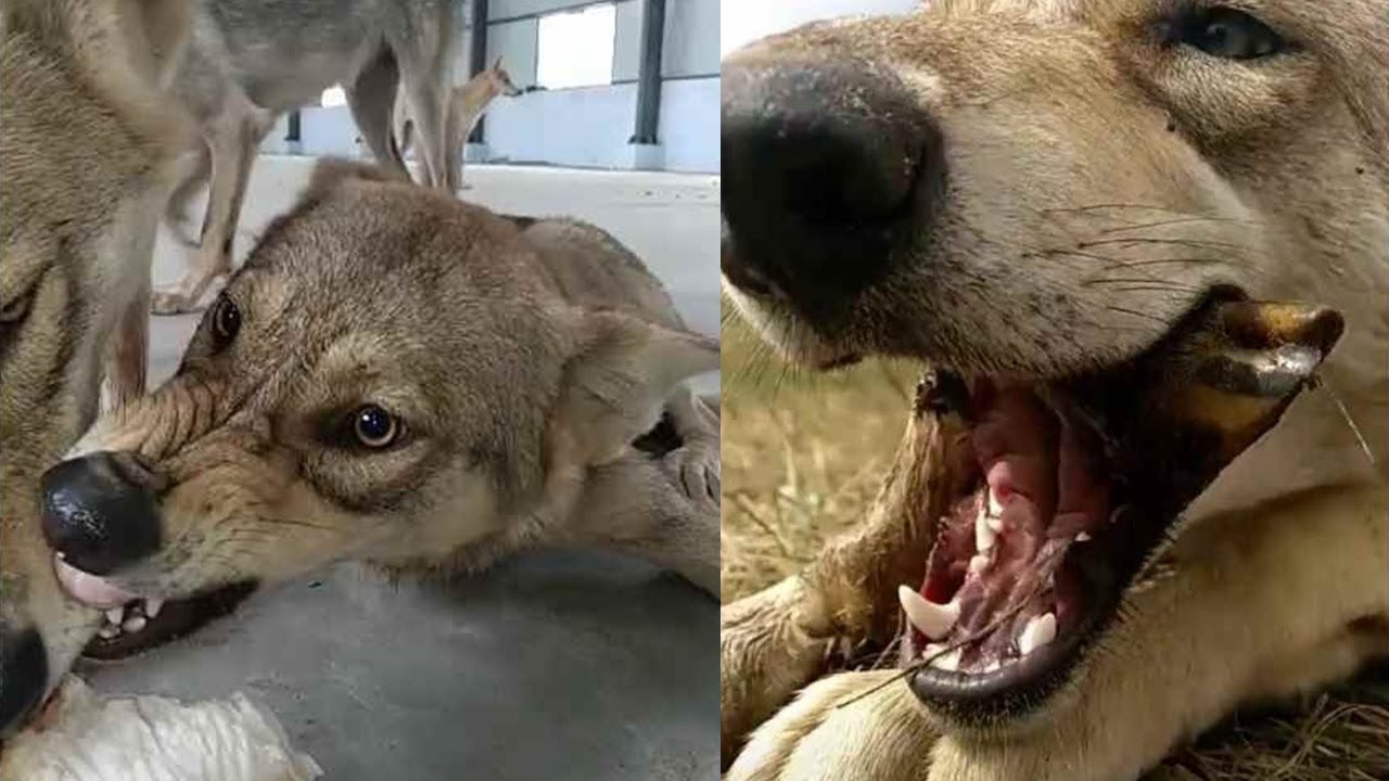 늑대 식사중 .... 초 근접 촬영 . wolf