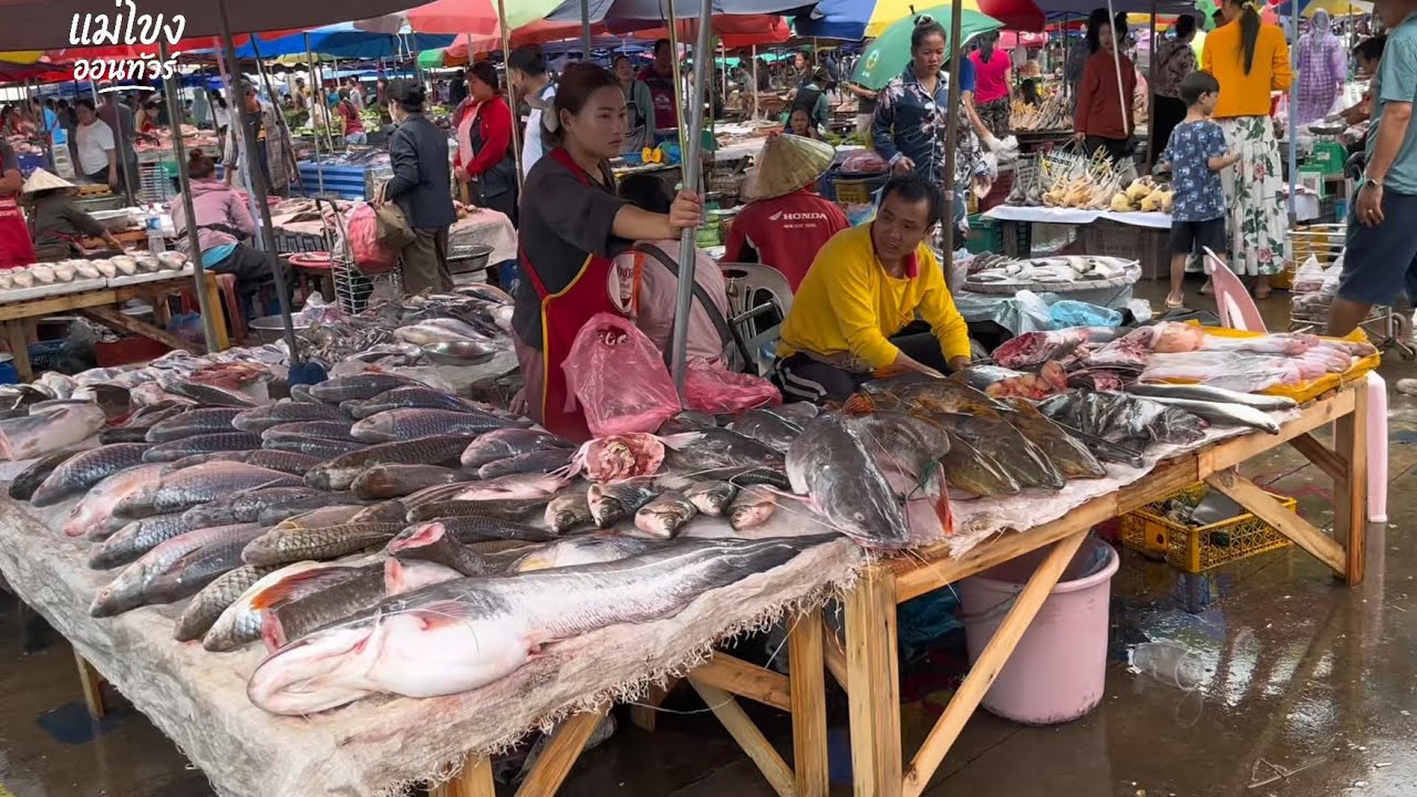 ตลาดเวียงจันทน์ สปป.ลาว ปลาน้ำโขงหลายคัก Vientiane morning Market , Laos 2025