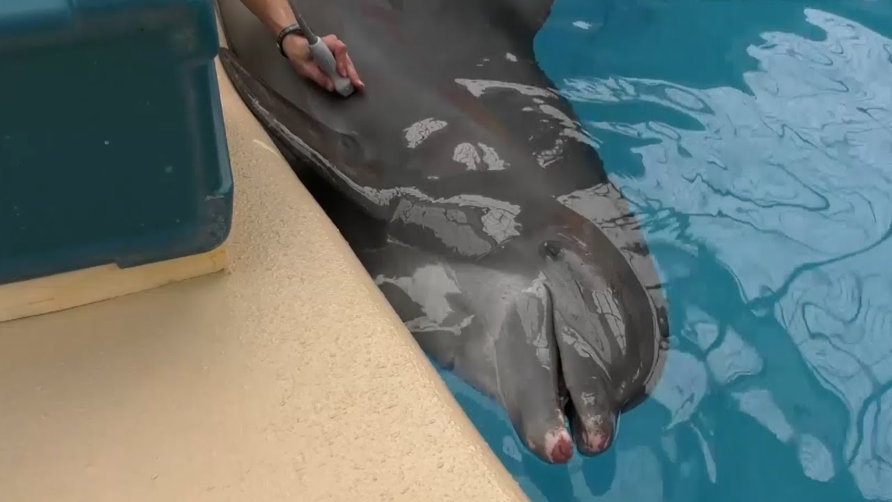 47-Year-Old Dolphin Undergoing Cancer Treatments