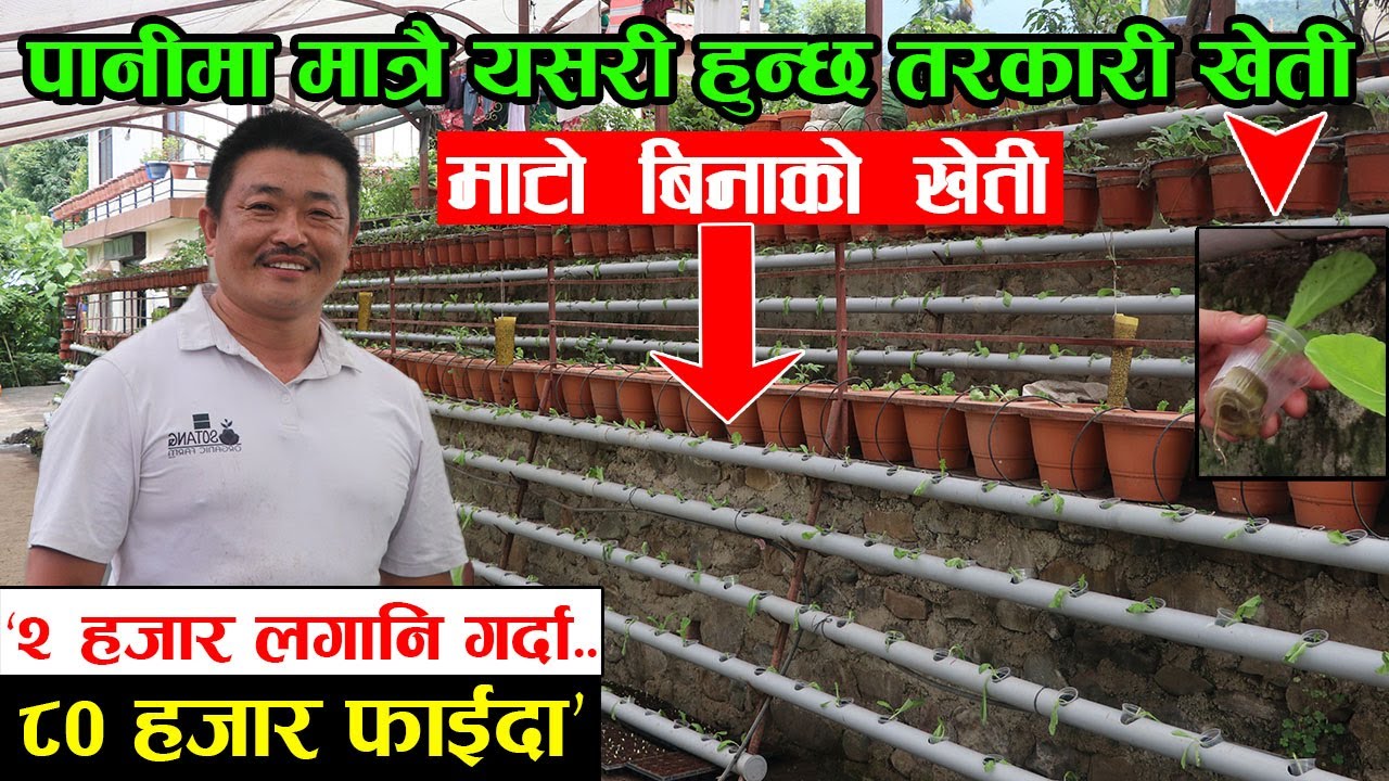 माटो बिना पानीको भरमा खेती गर्दा यति धेरै आम्दानी, २ हजार लगानि गर्दा ८० हजार नाफा │Nepal Chitra