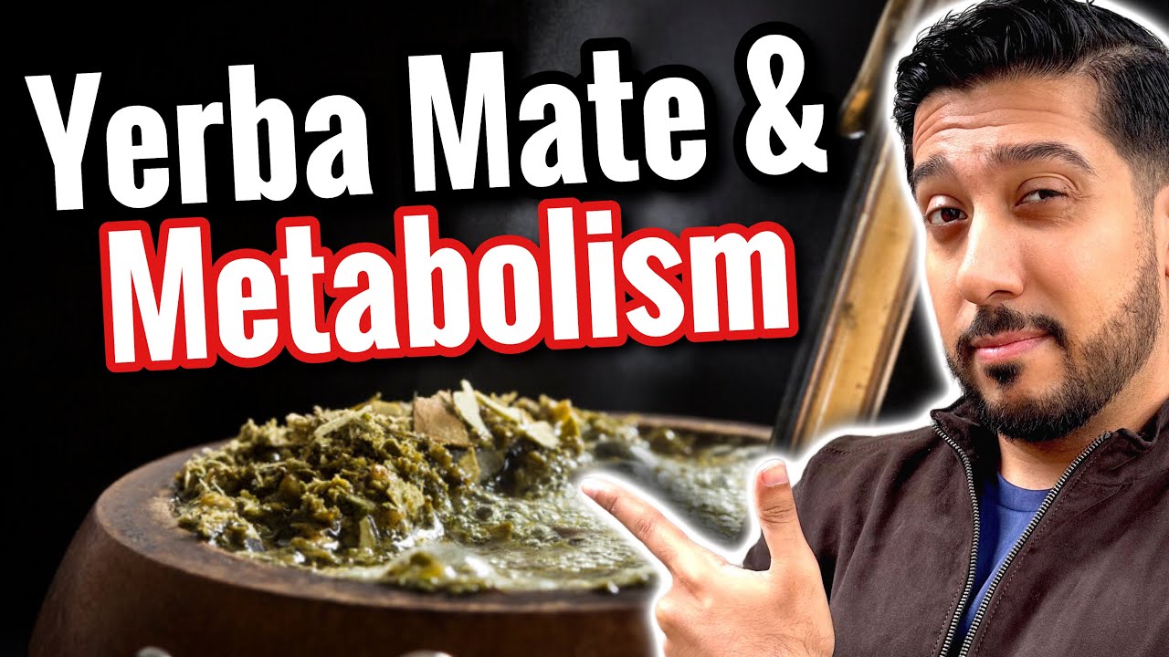 Yerba Mate for Beginners | Does Yerba Mate Promote Visceral Fat Loss?