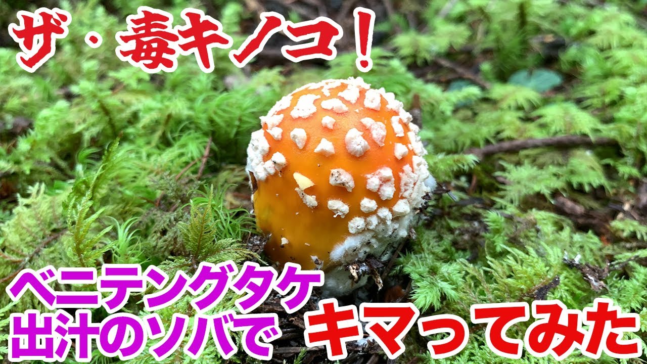 ザ・毒キノコ！ベニテングタケ出汁のソバで、キマってみた
