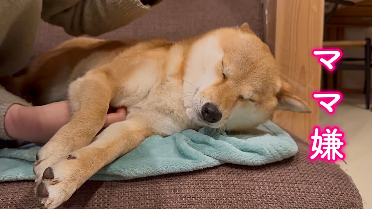 ある理由でママのことを拒否してしまうようになった柴犬