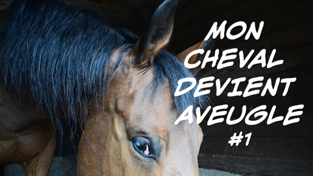MON CHEVAL DEVIENT AVEUGLE #1