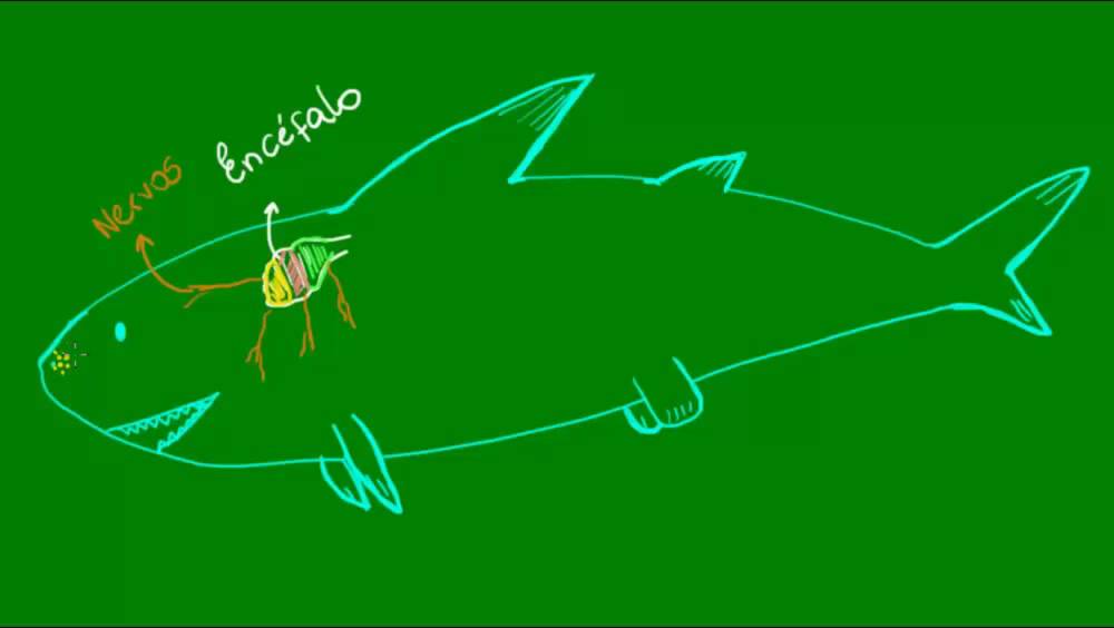 Sistema nervoso e sensorial dos Condrictes - Vertebrados - Biologia