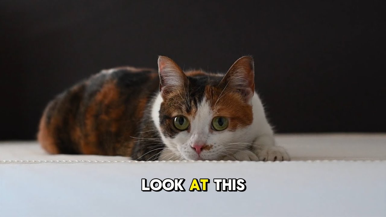 A cute cartoon cat sitting calmly