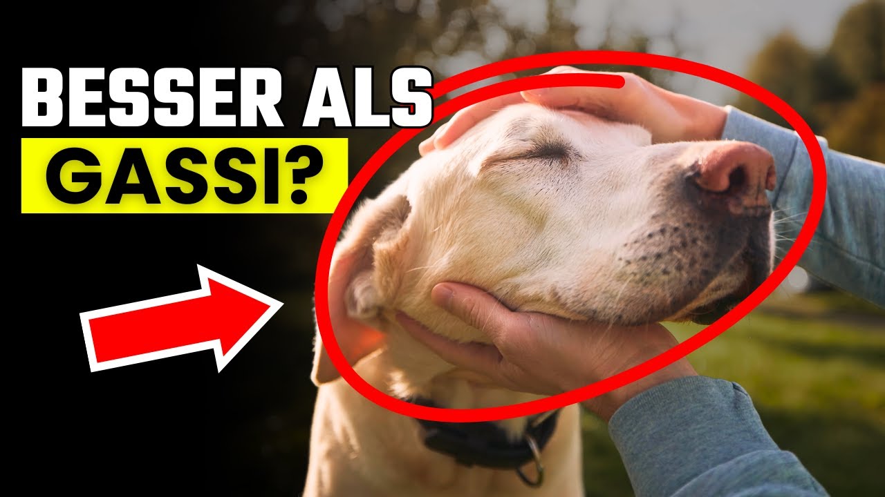 10 Dinge, die dein Hund mehr liebt als Gassi gehen (du wirst überrascht sein)