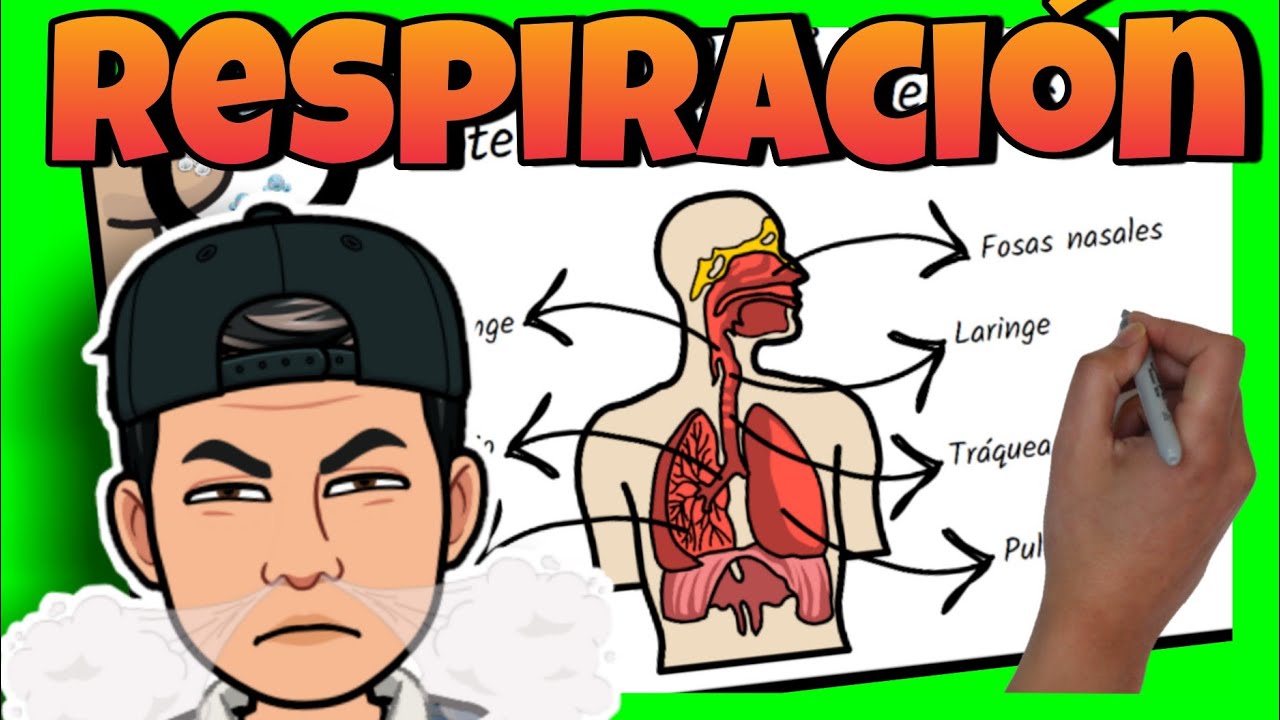 😤 La RESPIRACI&Oacute;N: El SISTEMA RESPIRATORIO del cuerpo humano para ni&ntilde;os