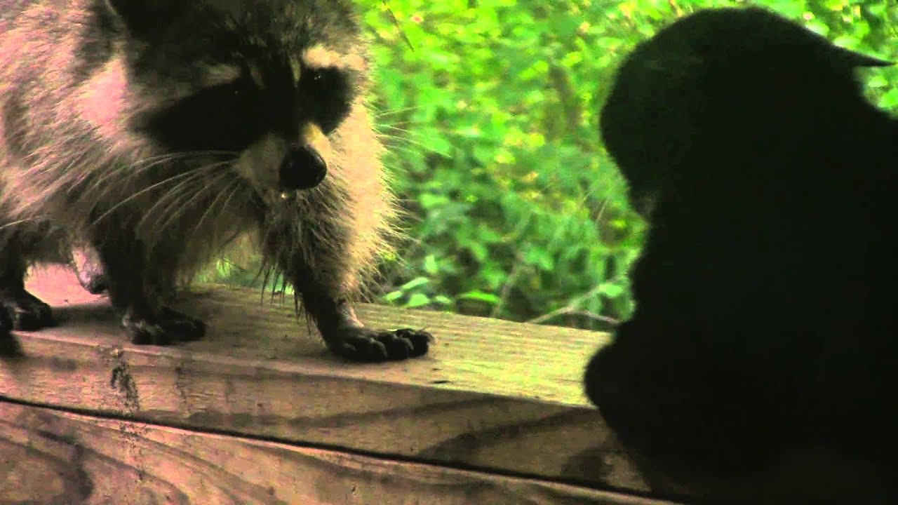 Racoon vs Cat