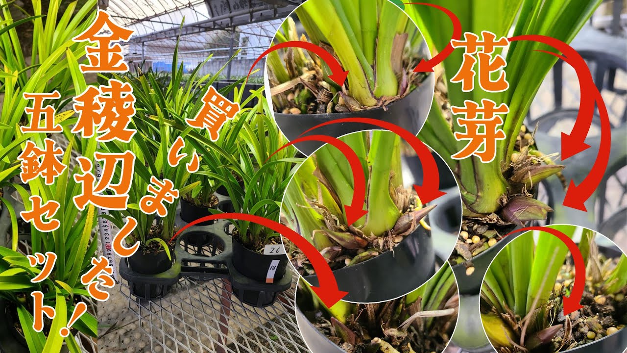 キンリョウヘン５鉢セットと肥料　根がぱんぱんなので今のうちに植替え！金稜辺はニホンミツバチ分蜂群を群れ事、強く引き寄せ誘引します！