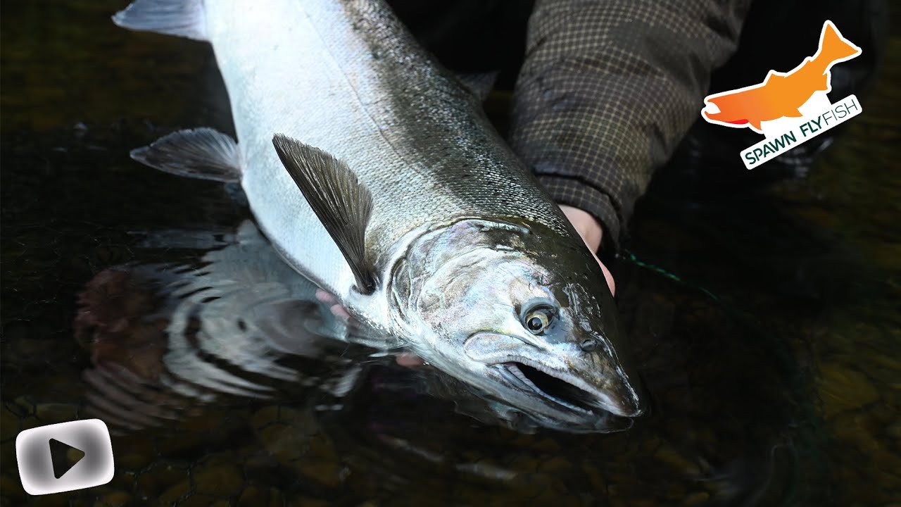Fly Fishing For Coho - Washington State Rivers
