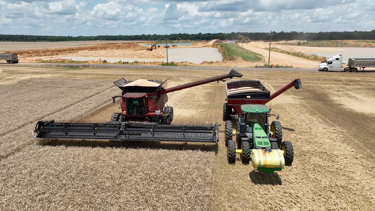 ALABAMA WHEAT 2022